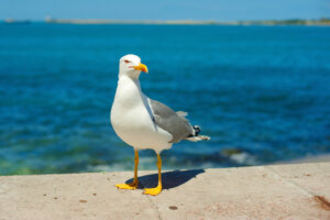 Möwe am Strand